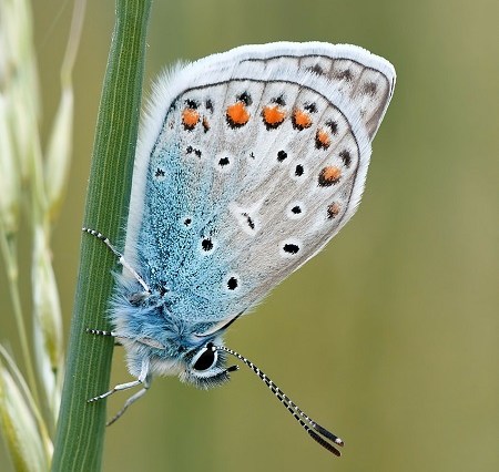 Como pensam as imagens