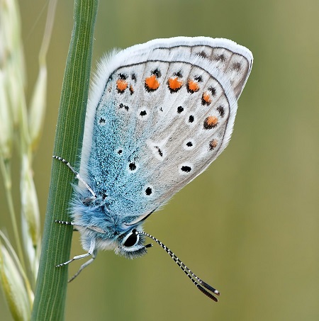 Como pensam as imagens